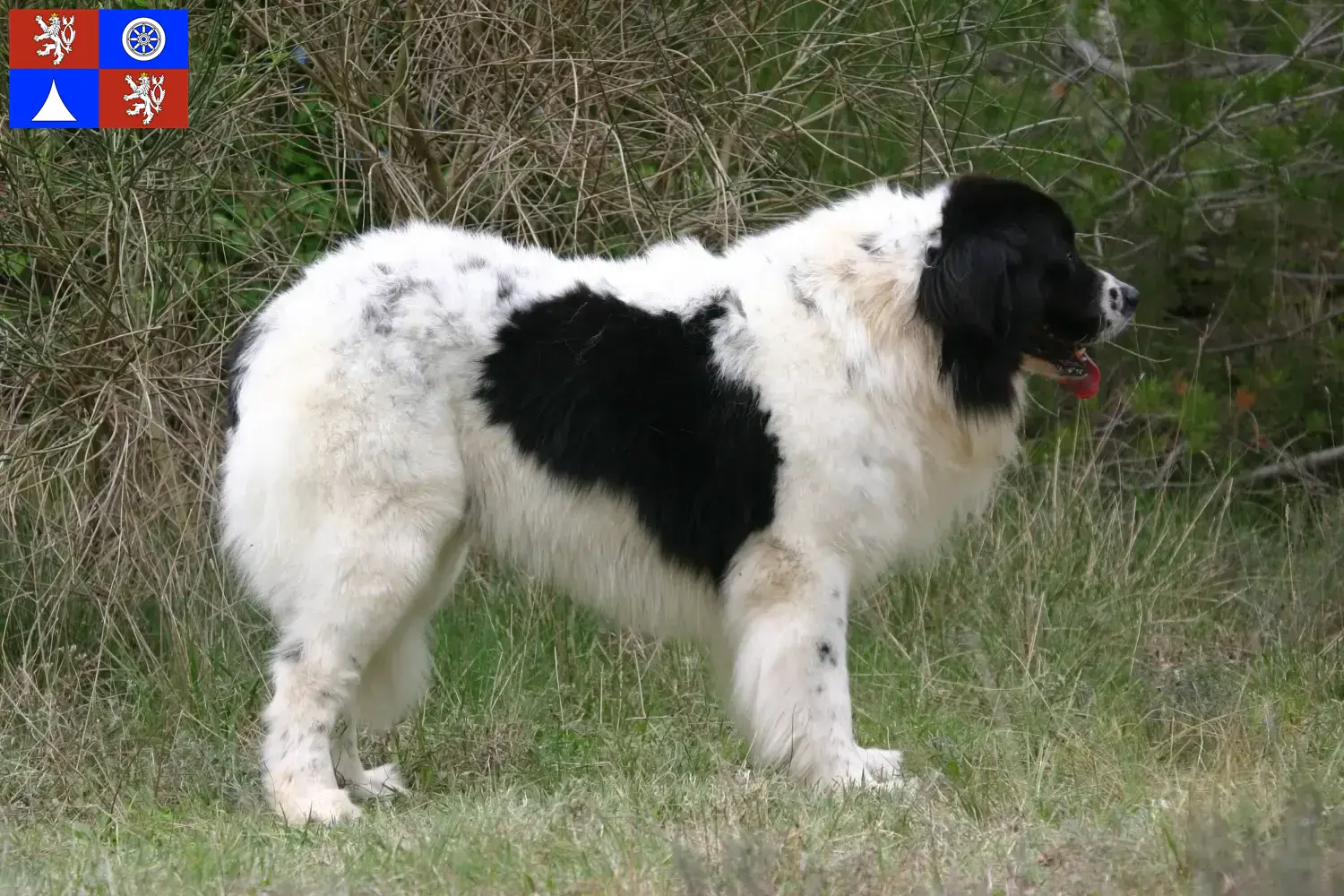 Přečtete si více ze článku Chovatelé a štěňata landseerů v Liberci
