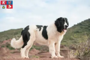 Přečtete si více ze článku Chovatelé a štěňata landseerů v Pardubicích