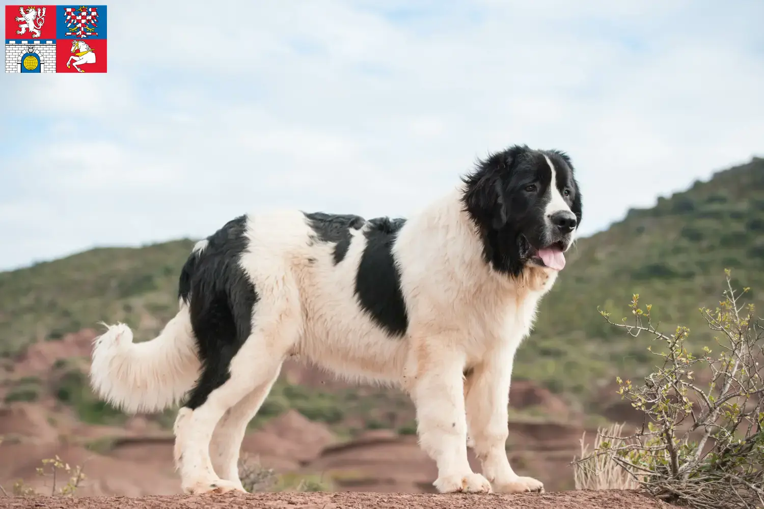 Přečtete si více ze článku Chovatelé a štěňata landseerů v Pardubicích