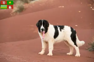 Přečtete si více ze článku Chovatelé a štěňata landseerů v Plzni