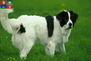 Přečtete si více ze článku Chovatelé a štěňata landseerů v Ústí