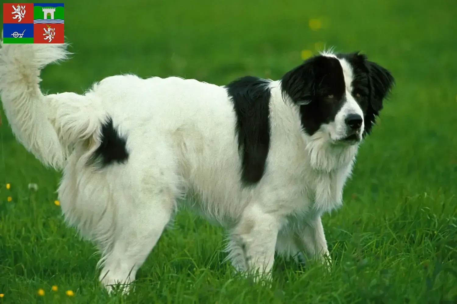 Přečtete si více ze článku Chovatelé a štěňata landseerů v Ústí