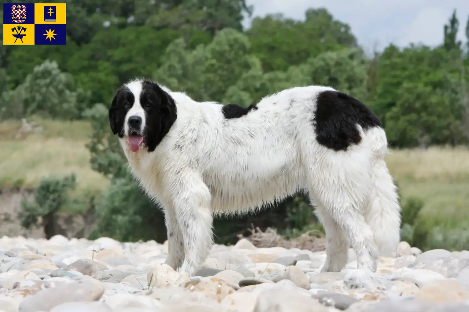 Přečtete si více ze článku Chovatelé a štěňata landseerů ve Zlíně
