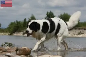 Přečtete si více ze článku Chovatelé a štěňata landseerů v USA