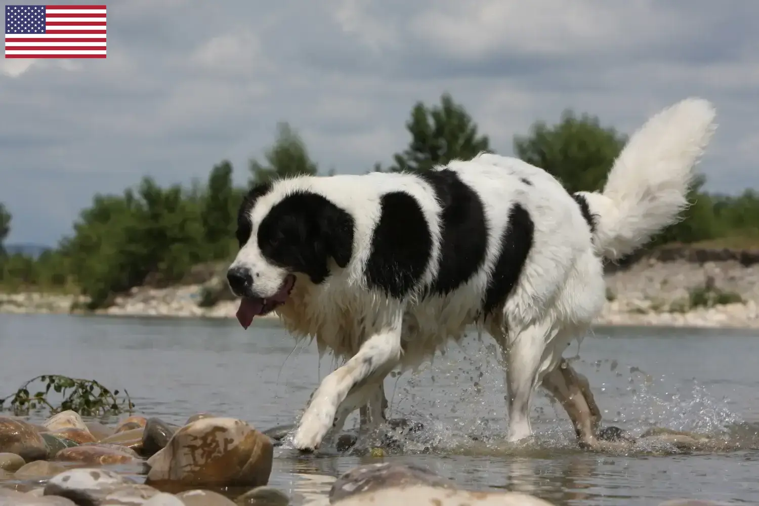 Přečtete si více ze článku Chovatelé a štěňata landseerů v USA