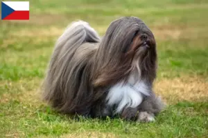 Přečtete si více ze článku Chovatelé a štěňata Lhasa Apso v České republice