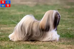 Přečtete si více ze článku Chovatelé a štěňata Lhasa Apso v Hradci Králové