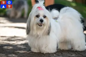 Přečtete si více ze článku Chovatelé a štěňata Lhasa Apso v Liberci