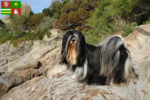 Přečtete si více ze článku Chovatelé a štěňata Lhasa Apso v Plzni