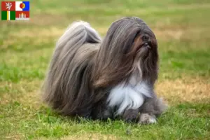 Přečtete si více ze článku Chovatelé a štěňata Lhasa Apso v Jihočeském kraji