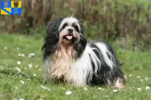 Přečtete si více ze článku Chovatelé a štěňata Lhasa Apso v Olomouci