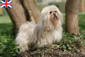 Přečtete si více ze článku Chovatelé a štěňata plemene Lhasa Apso ve Velké Británii