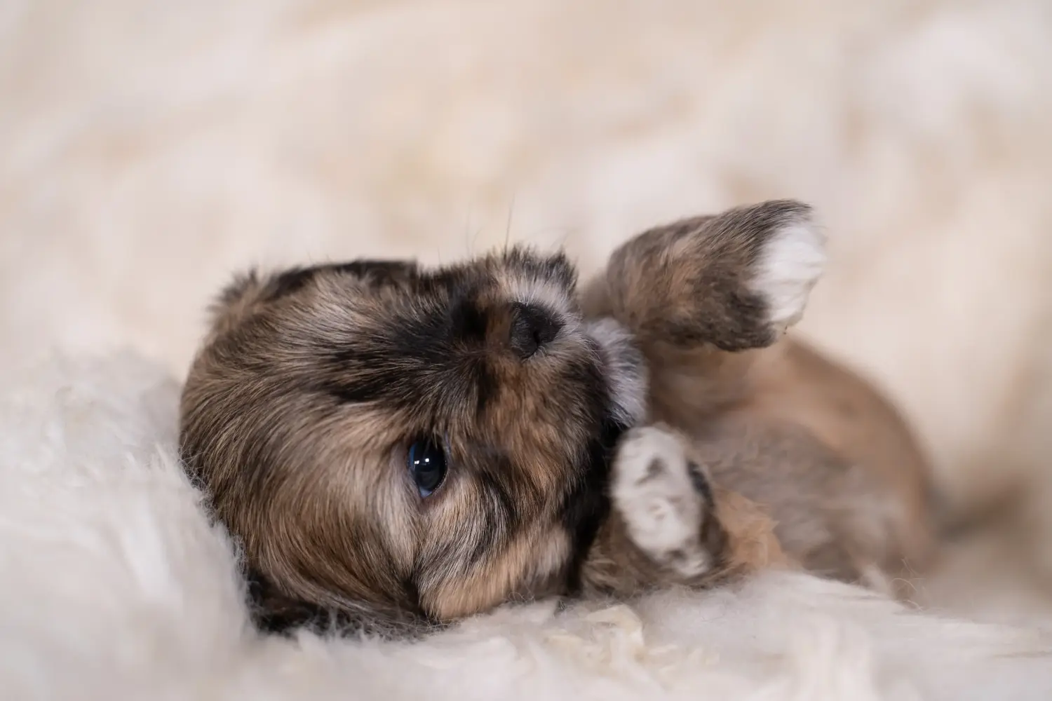 Koupě štěněte plemene Lhasa Apso znamená převzít odpovědnost! Prodám štěňata Lhasa Apso.