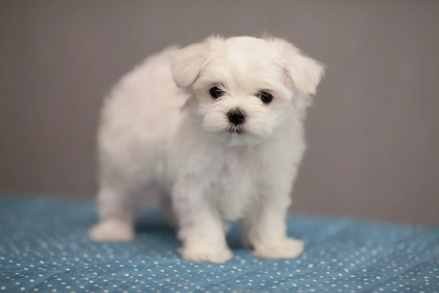 Koupit si štěně maltézského psíka znamená převzít odpovědnost! Prodám štěňata maltézského psíka.