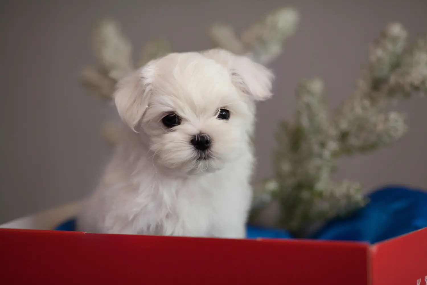Koupit si štěně maltézského psíka znamená převzít odpovědnost! Prodám štěňata maltézského psíka.