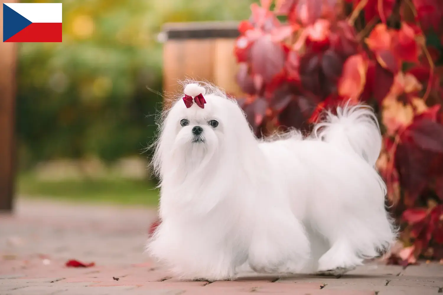 Štěňata maltézských psíků a chovatelé Česká republika Zde najdete chovatele maltézských psíků v České republice.