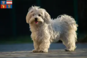 Přečtete si více ze článku Chovatelé maltézských psíků a štěňat na jižní Moravě