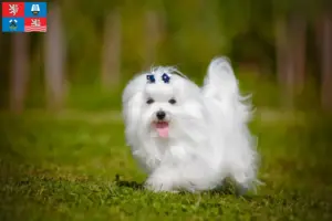 Přečtete si více ze článku Chovatelé maltézských psíků a štěňat v Karlových Varech