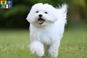 Přečtete si více ze článku Chovatelé maltézských psíků a štěňat v Moravskoslezském kraji