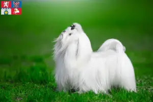 Přečtete si více ze článku Chovatelé maltézských psíků a štěňat v Pardubicích