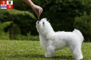 Přečtete si více ze článku Chovatelé maltézských psíků a štěňat ve Středočeském kraji