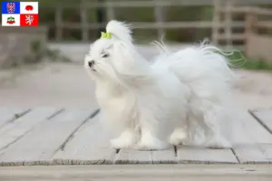 Přečtete si více ze článku Chovatelé maltézských psíků a štěňat na Vysočině