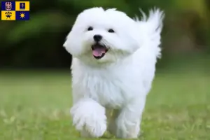 Přečtete si více ze článku Chovatelé maltézských psíků a štěňat ve Zlíně