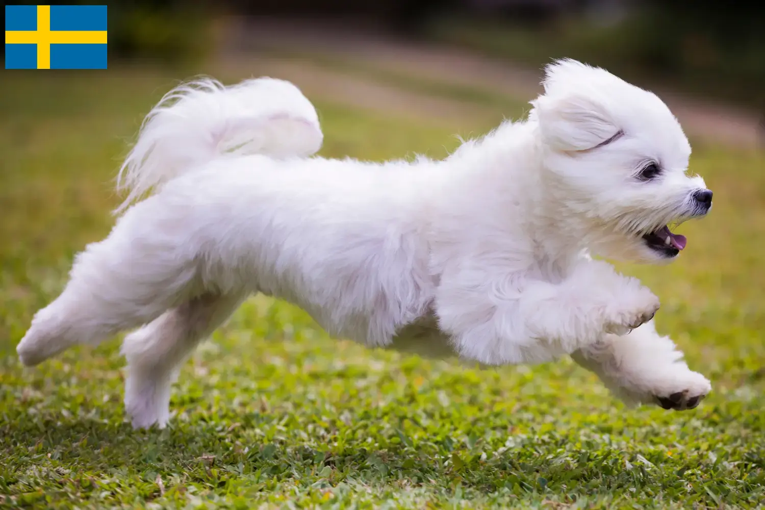 Štěňata maltézských psíků a chovatelé Švédsko Najděte chovatele maltézských psíků ve Švédsku zde.