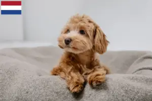 Přečtete si více ze článku Chovatelé maltipů a štěňata v Nizozemsku