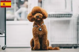 Přečtete si více ze článku Chovatelé maltipů a štěňata ve Španělsku