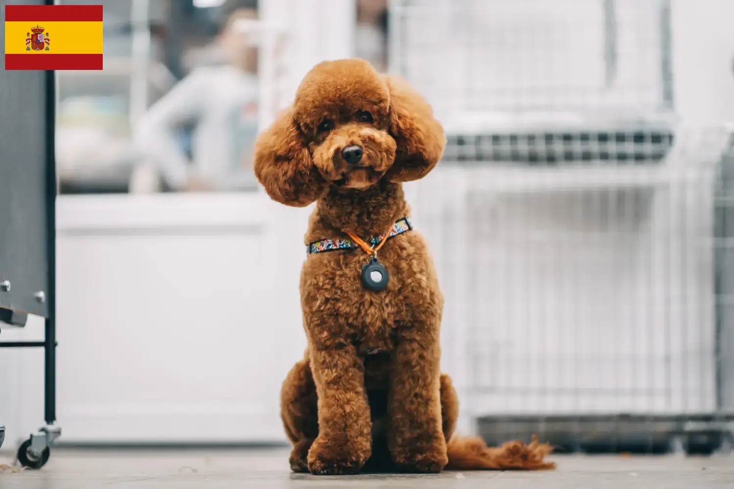 Přečtete si více ze článku Chovatelé maltipů a štěňata ve Španělsku