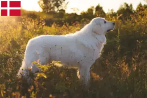 Přečtete si více ze článku Chovatelé a štěňata ovčáckých psů plemene Maremma Abruzzi v Dánsku
