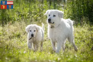 Přečtete si více ze článku Chovatelé a štěňata ovčáckých psů plemene Maremma Abruzzi na jižní Moravě
