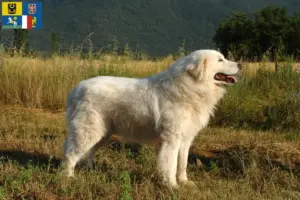 Přečtete si více ze článku Chovatelé a štěňata ovčáckých psů plemene Maremma Abruzzi v Moravskoslezském kraji