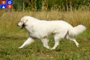 Přečtete si více ze článku Chovatelé a štěňata ovčáckých psů plemene Maremma Abruzzi v Liberci