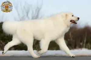 Přečtete si více ze článku Chovatelé a štěňata ovčáků Maremma Abruzzo v Praze