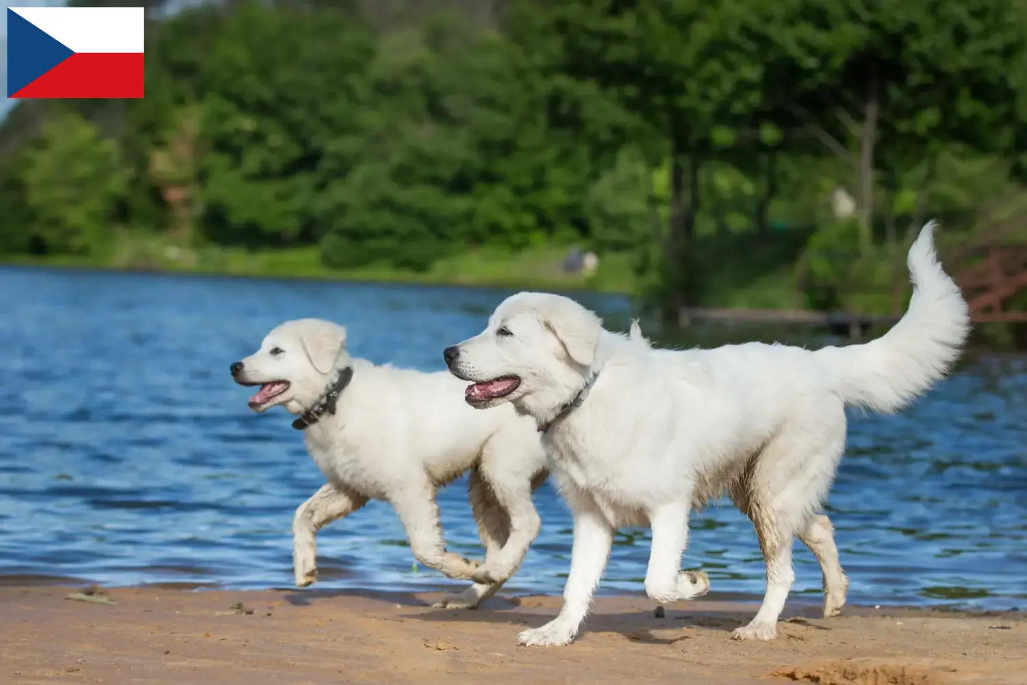 Maremma Abruzzo Sheepdog štěňata a chovatelé Česká republika Zde naleznete chovatele ovčáků plemene Maremma Abruzzi v České republice.