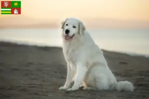 Přečtete si více ze článku Chovatelé a štěňata ovčáckých psů plemene Maremma Abruzzi v Plzni