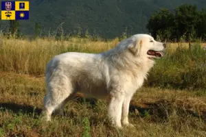 Přečtete si více ze článku Chovatelé a štěňata ovčáckých psů plemene Maremma Abruzzi ve Zlíně