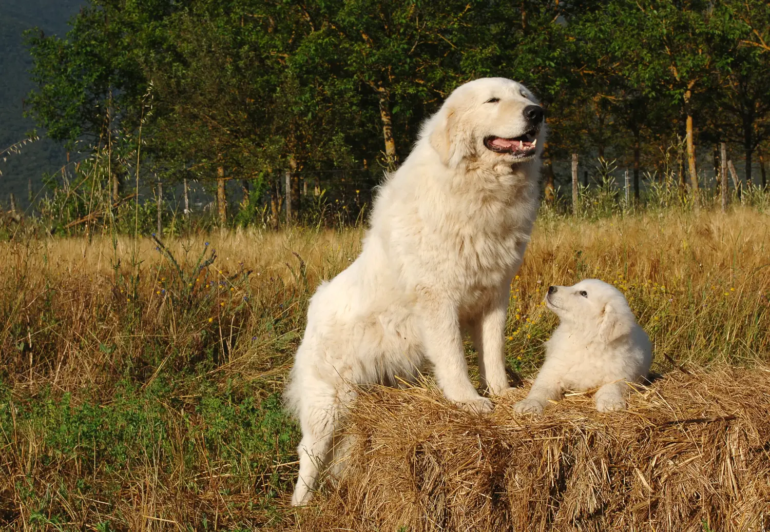 Pořídit si štěně ovčáka plemene Maremma Abruzzo znamená převzít odpovědnost! Prodám štěňata ovčáckého psa plemene Maremma Abruzzo.