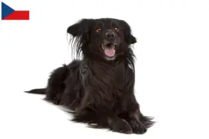 Přečtete si více ze článku Chovatelé a štěňata Markiesje v České republice