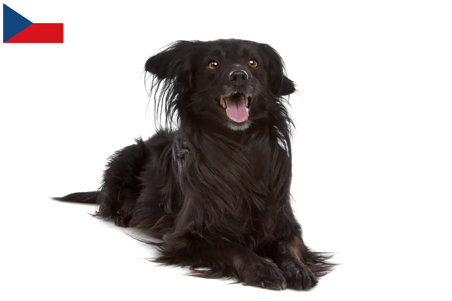 Markiesje štěňata a chovatelé Česká republika Zde naleznete chovatele Markiesje v České republice.