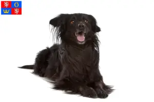 Přečtete si více ze článku Chovatelé a štěňata Markiesje v Hradci Králové