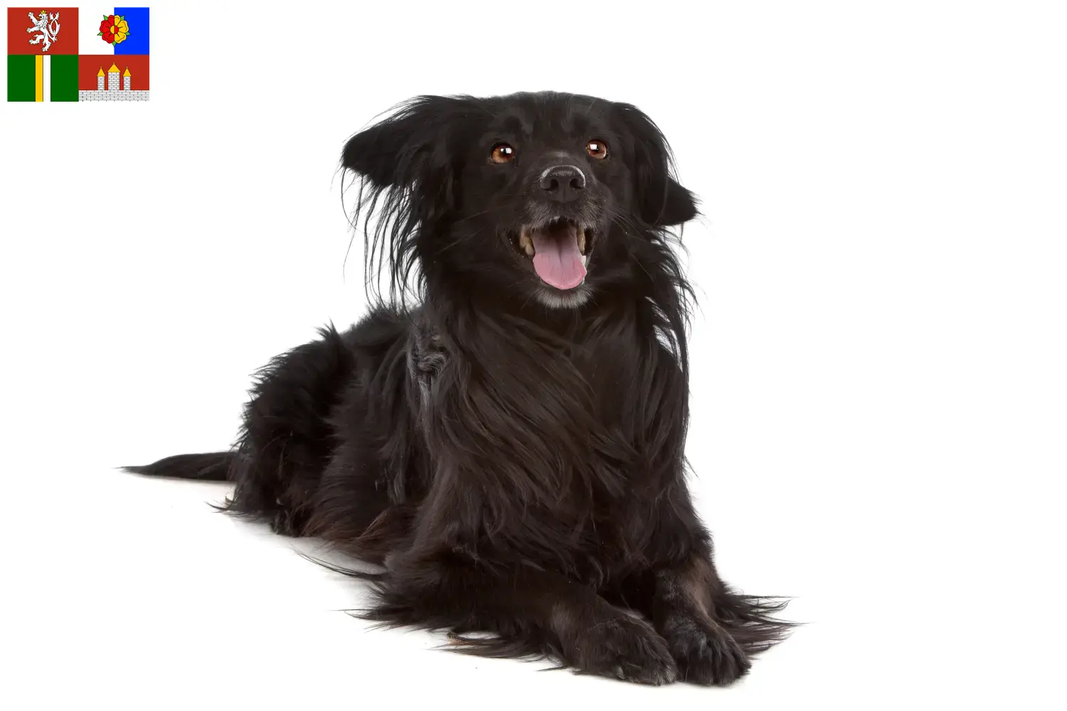 Přečtete si více ze článku Markiesje chovatelé a štěňata v Jihočeském kraji