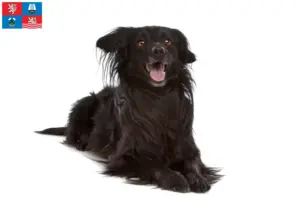 Přečtete si více ze článku Markiesje chovatelé a štěňata v Karlových Varech