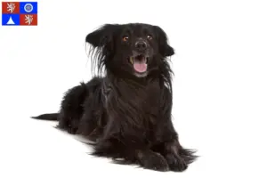 Přečtete si více ze článku Chovatelé a štěňata Markiesje v Liberci