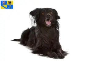 Přečtete si více ze článku Markiesje chovatelé a štěňata v Olomouci