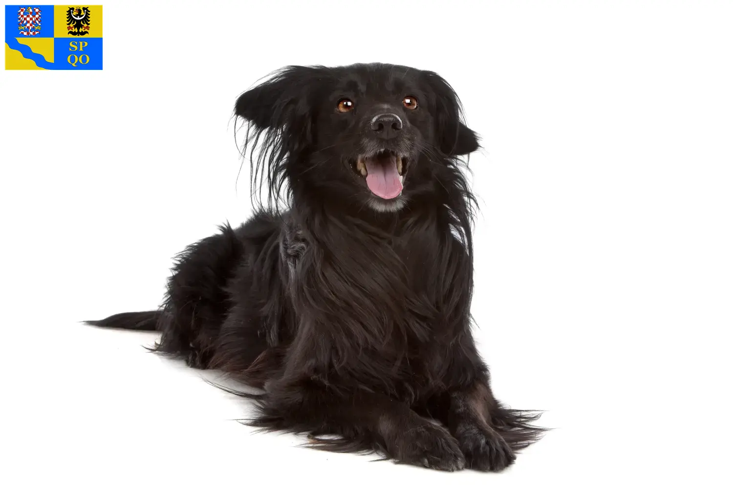 Přečtete si více ze článku Markiesje chovatelé a štěňata v Olomouci