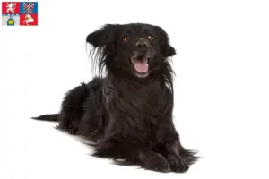 Přečtete si více ze článku Markiesje chovatelé a štěňata v Pardubicích