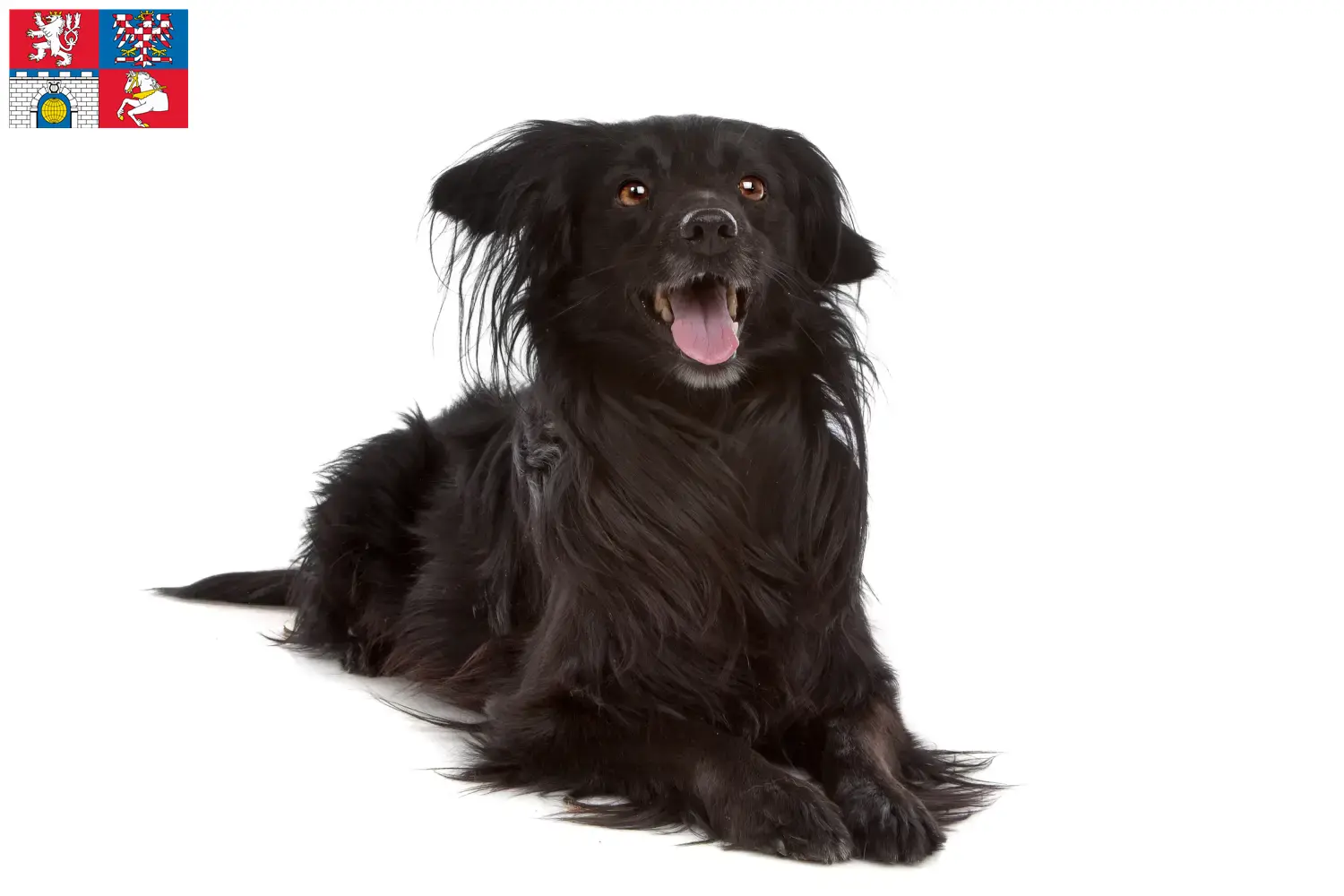 Přečtete si více ze článku Markiesje chovatelé a štěňata v Pardubicích